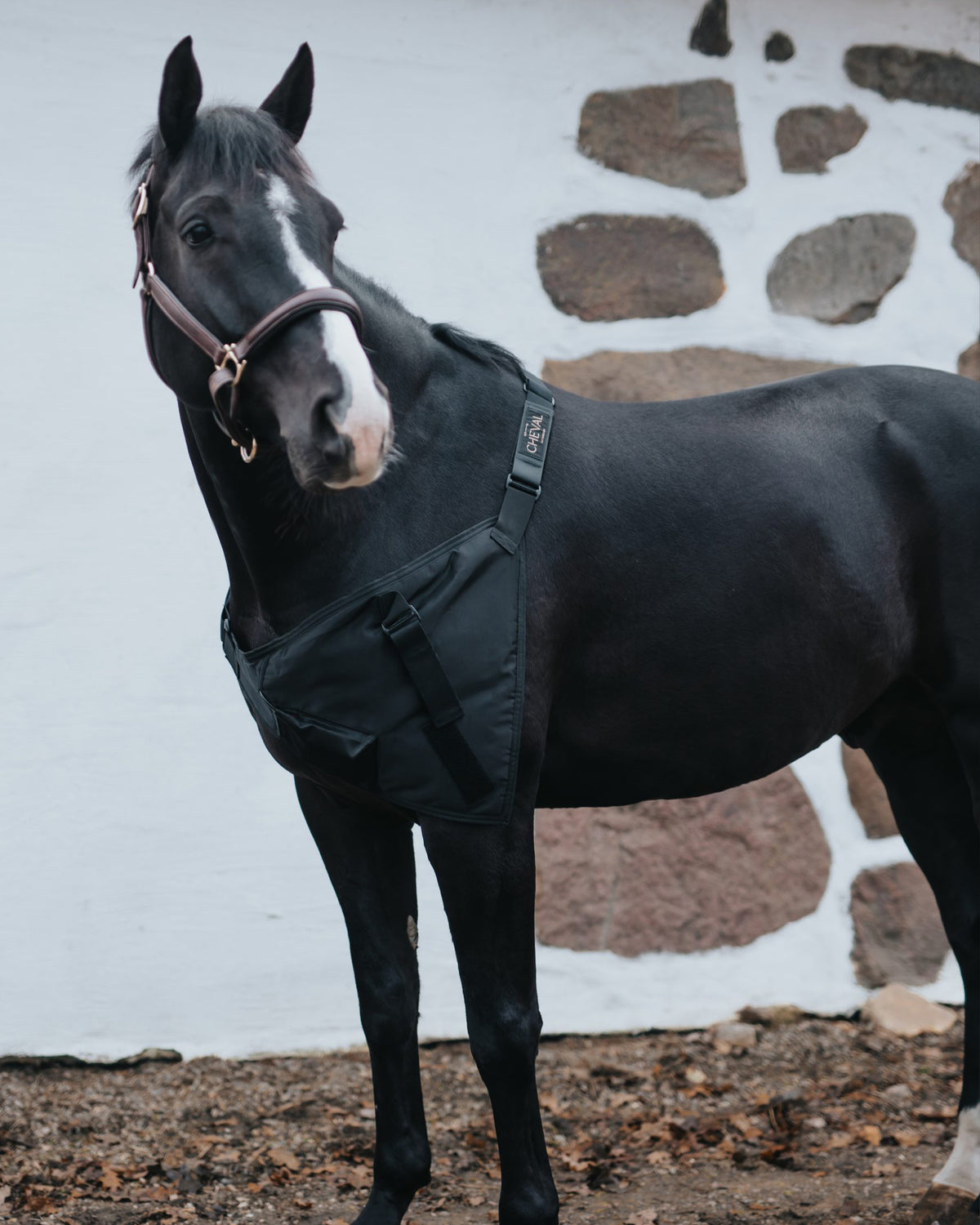 A dark horse standing beside a whitewashed stone wall, wearing the Stifle Wrap over the shoulder with the chest strap fastened.