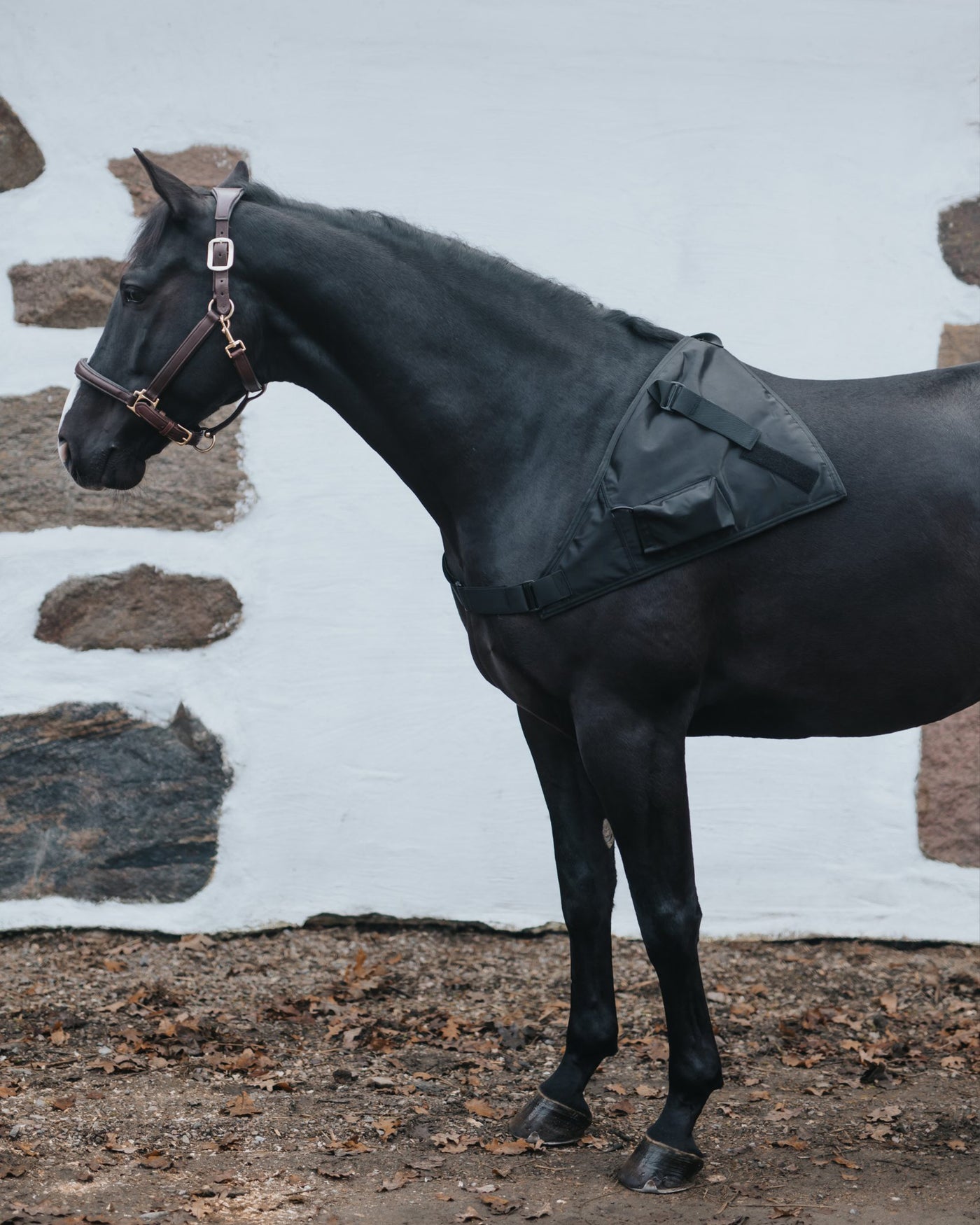 A dark horse in profile with the Stifle Wrap positioned over the shoulder and secured by a strap around the girth.