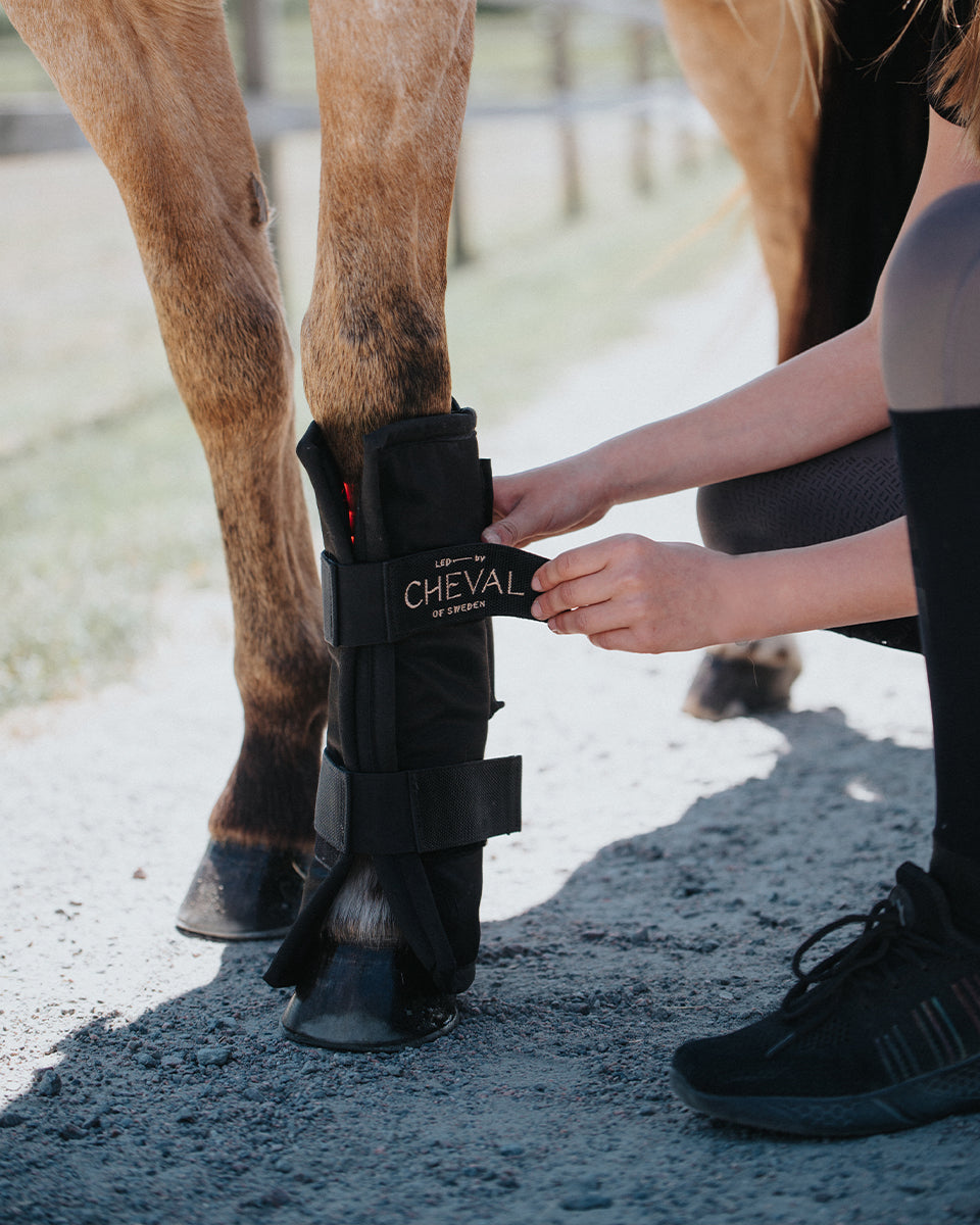 Un cavalier accroupi pour attacher l'Wrap72 e autour du jarret d'un cheval rouan, en fermant la sangle marquée sur le devant.