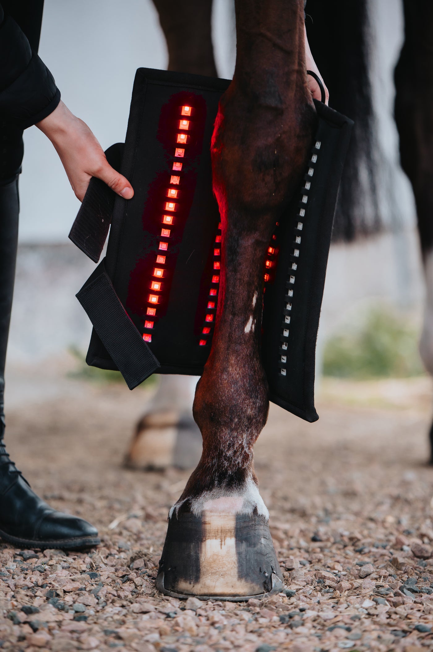 L'« Wrap72 » maintenu ouvert contre la jambe d'un cheval, montrant les lampes rouges allumées en rangée le long de la face intérieure du panneau.
