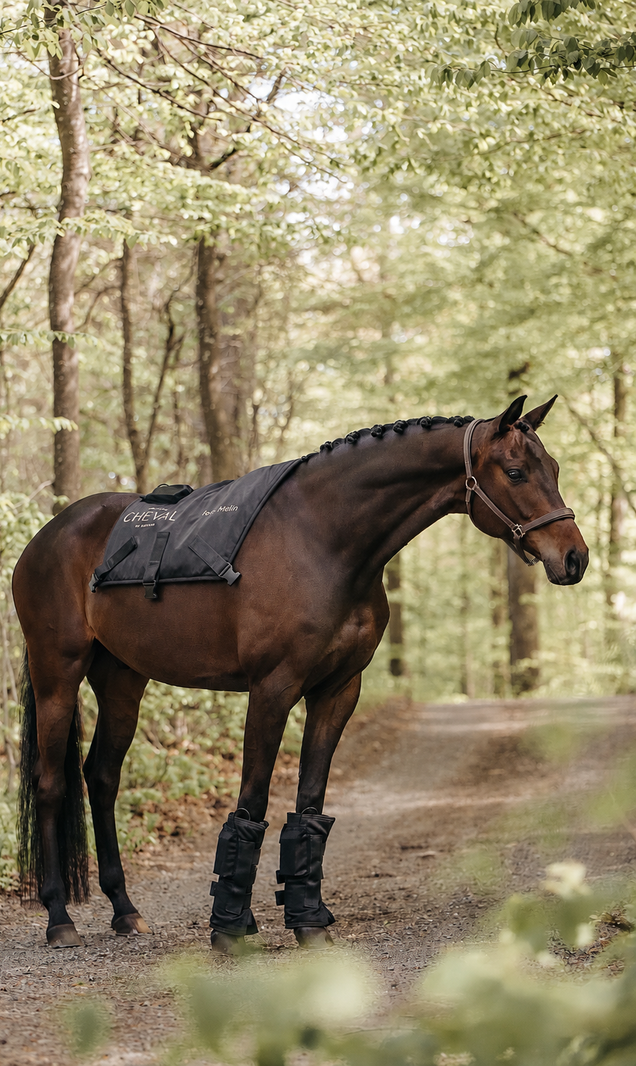 A chestnut horse standing in a paddock wearing the Pad across the back, with the straps fastened underneath.