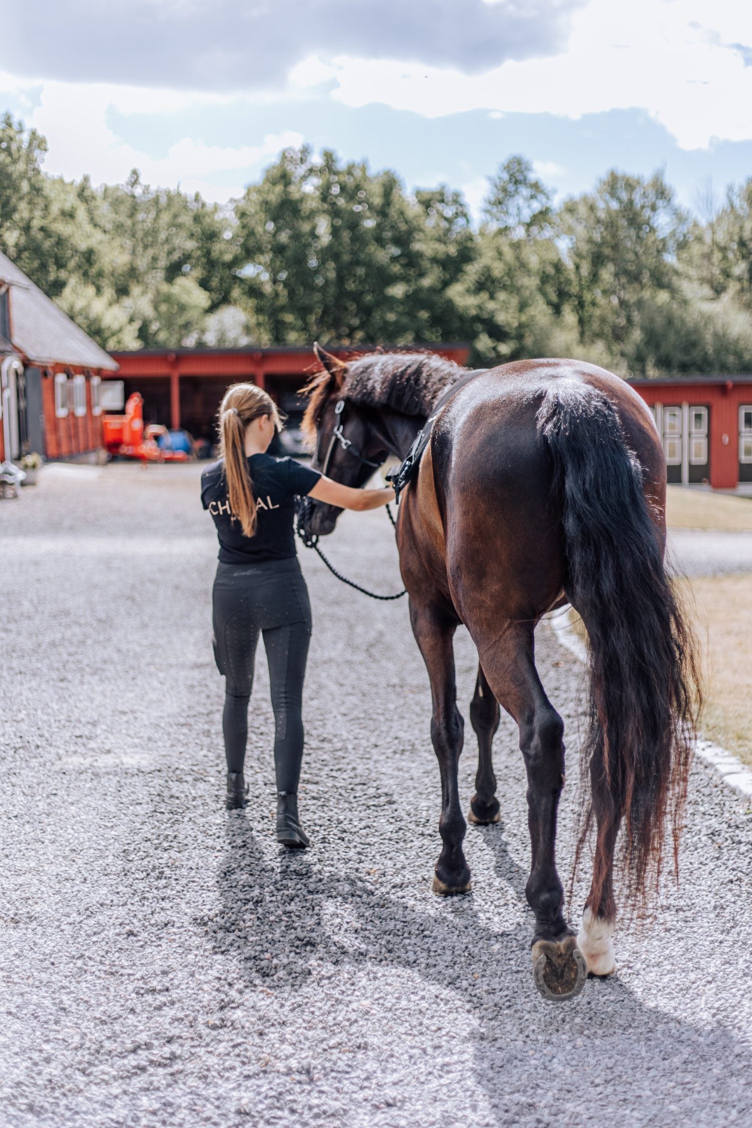 En hest, der føres hen mod stalden