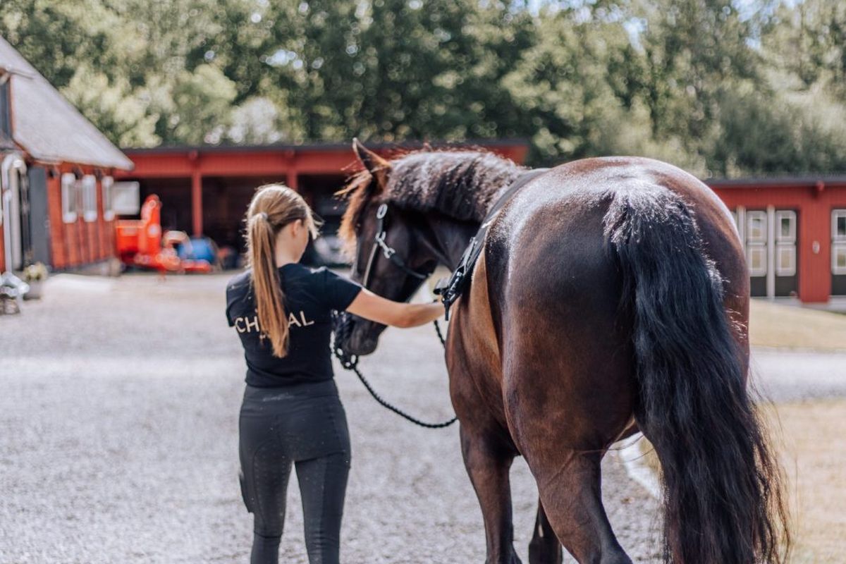 Närbild på en hästs knäled med en LED by CHEVAL Stifle Wrap  monterad